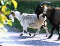 Chèvres et moutons
