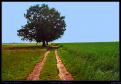 L'arbre des champs