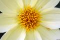 Pistil