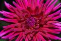Dalia Rouge