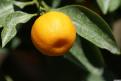 Kumquat